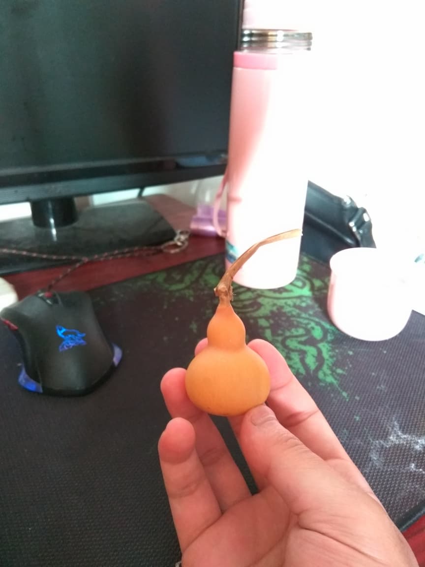 小葫芦
